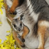 Animal Tales Extravaganza and Things to Do at NYC Zoos in Spring 2011