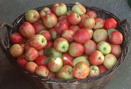 Best Places for Apple Picking with Kids in Westchester and Rockland County