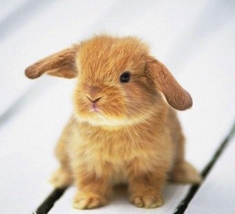 Fun Things for Kids and Families to Do in Boston for Easter Weekend - 4/7 to 4/8