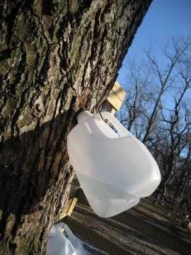 Maple Sugaring on Long Island 2015