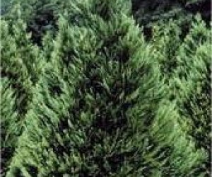 cut your own christmas tree farms in southern california christmas tree farms near nyc
