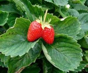 Pick Your Own Fruit Long Island Ny Pick Your Own Fruit Long Island Ny
