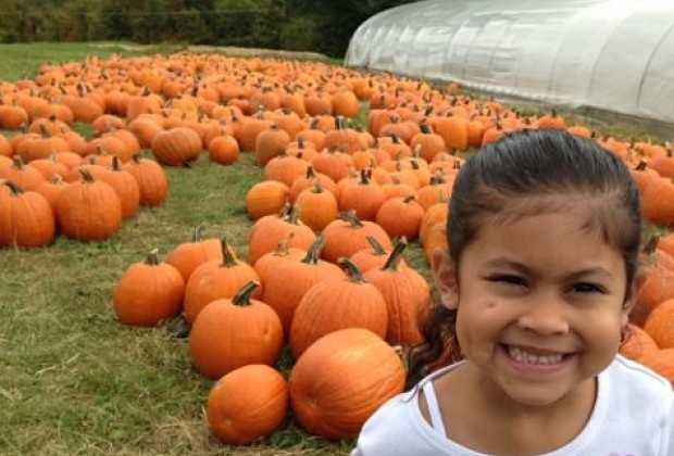Best Places To Go Pumpkin Picking On Long Island Best Places To Go Pumpkin Picking On Long Island