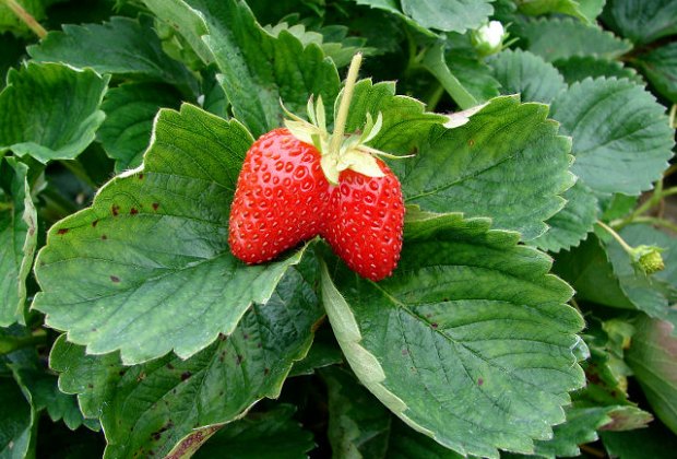 Pick Strawberries Long Island Pick Strawberries Long Island
