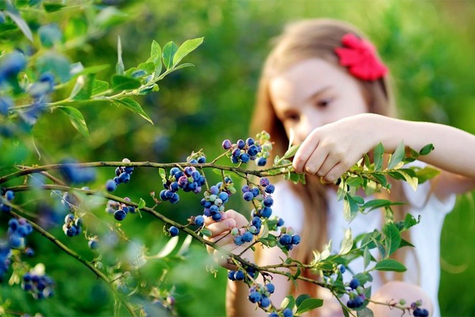 Bishop's Orchards is a gorgeous spot for blueberry picking near NYC with kids.