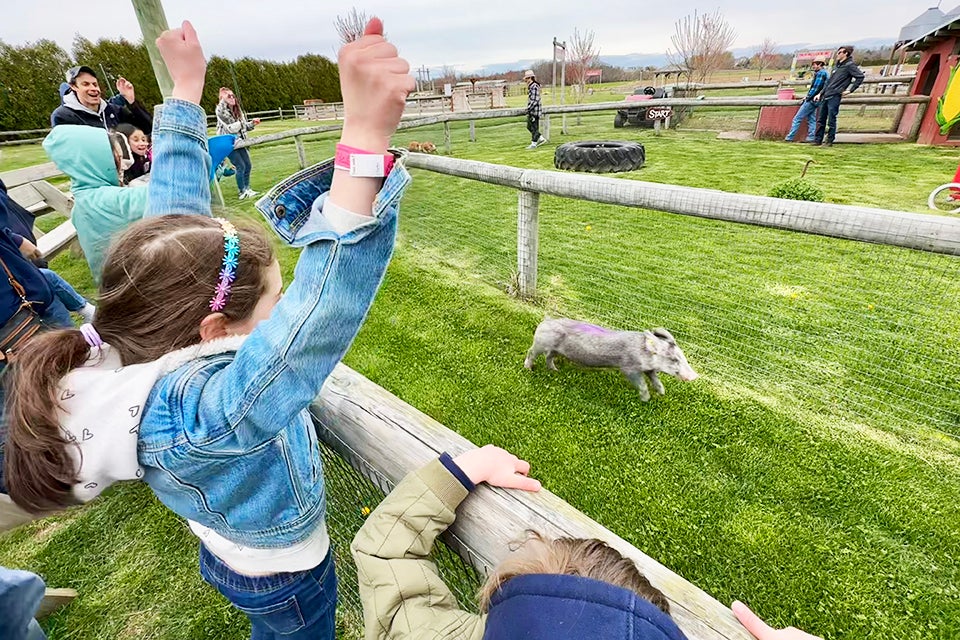 The pig race is a highlight of a visit to Harbes Family Farm in Mattituck.