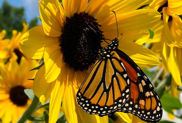 butterfly on a sunflower Gorgeous Sunflower Fields for Pick-Your-Own Flowers near Chicago