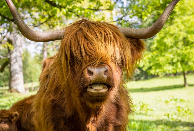 Pollock Country Park Highland Cows : Glasgow with Kids