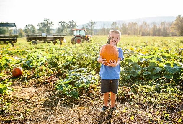 Great Country Farms pumpkin patch
