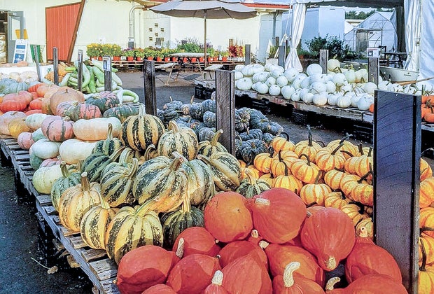 Photo of a variety of pumpkins - Pumpkin Patches Near Boston