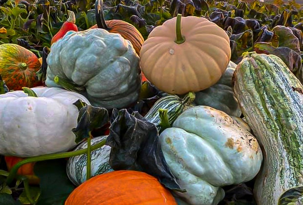 Wegmeyer Farms pumpkin patch