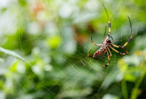 Fall Activities near Los Angeles for Kids: NHM's Spider Pavilion