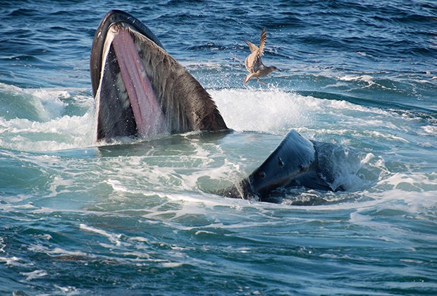 Enjoy whale watching off the shores of Long Island