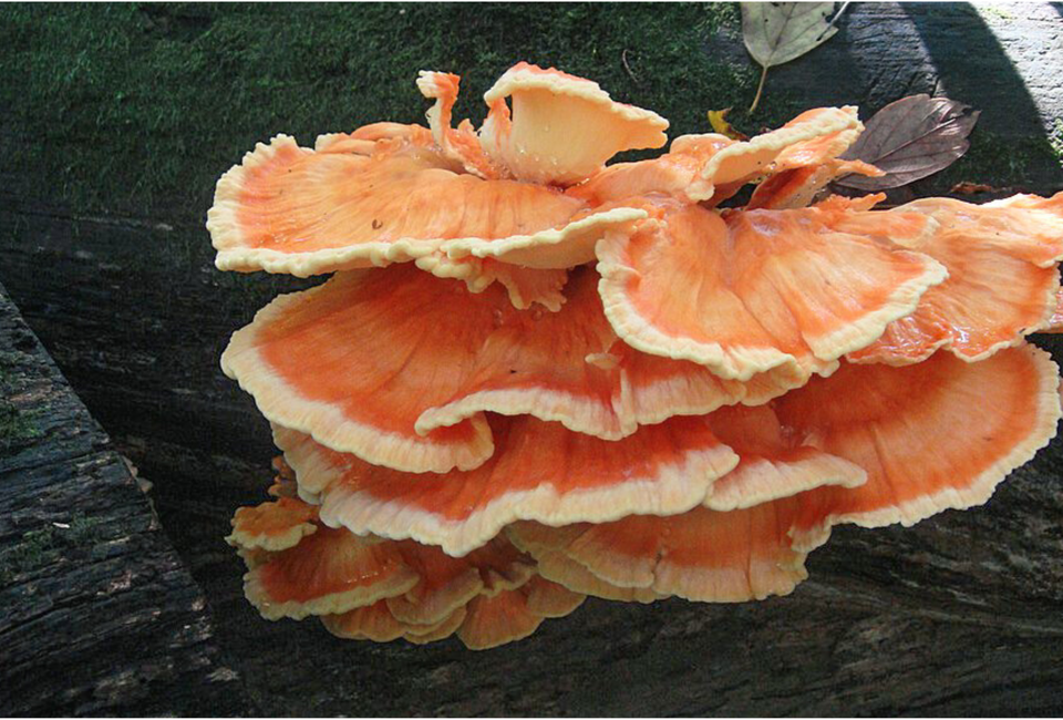 March First Saturday Open House - Mushroom Madness!