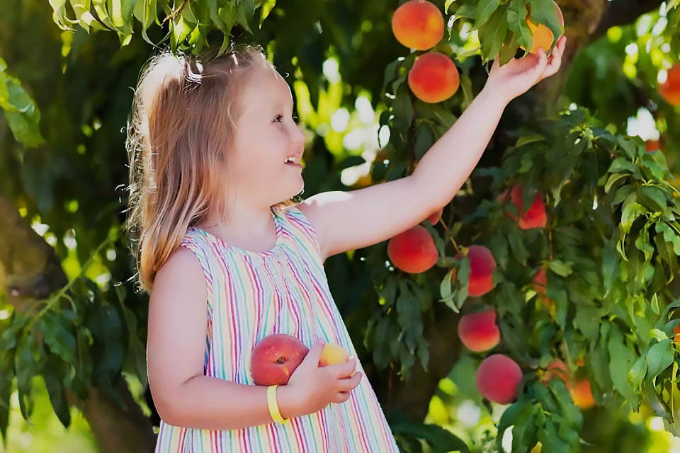 Get your hands on some juicy stone fruits at family-friendly farms for peach picking near NYC like Johnson's Corner Farm. 