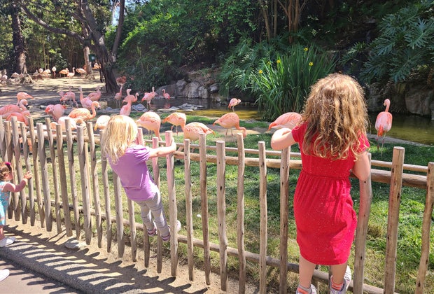 Secrets of the LA Zoo: flamingos la zoo
