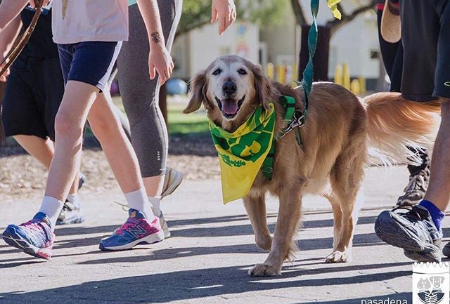 Wiggle Waggle Walk & Run 2025