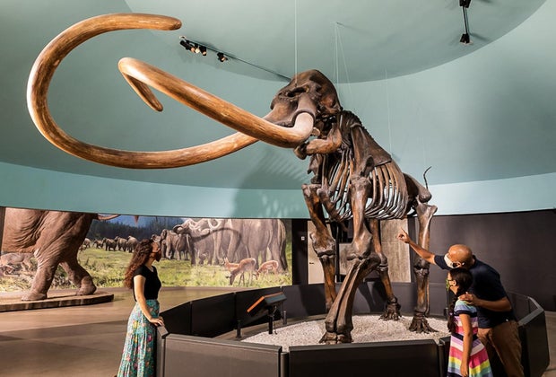 Top Attractions in Los Angeles: La Brea Tar Pits Museum