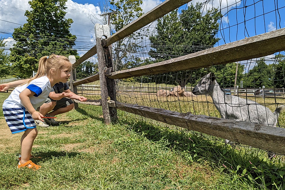 Alstede Farms' friendly animals are always anxious to greet young visitors. Bring your quarters so you can purchase feed for them!