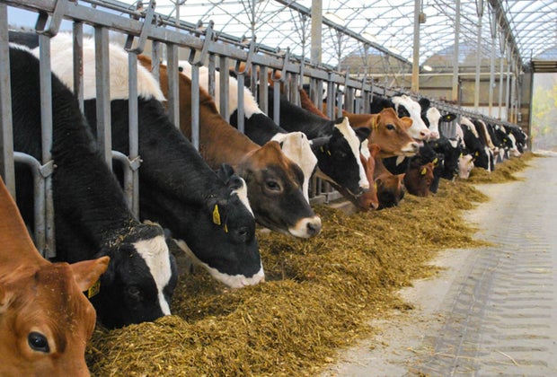 Image of cows at UConn - Free Fun Things To Do