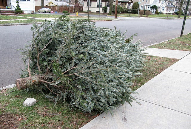 Time to kick that tree to the curb. But is that allowed in your city?