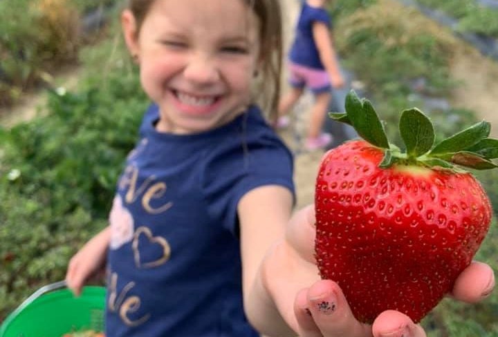 Strawberry Festival at Mitcham Farm - CANCELLED