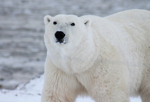 Fun Animal Facts For Kids: Polar bears aren't white!