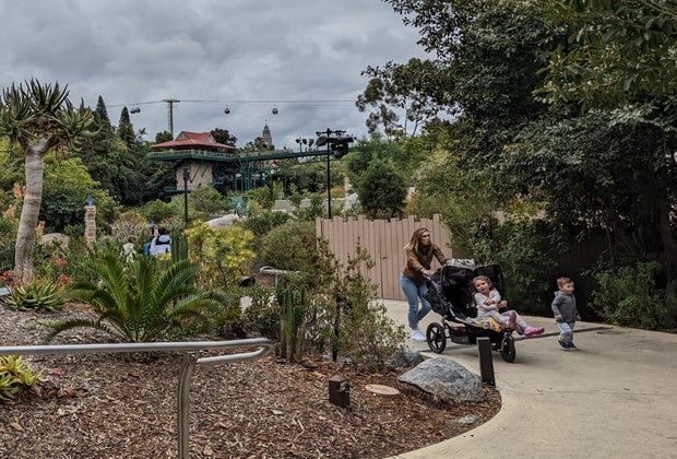 See the San Diego Zoo Like a Local: Africa Rocks