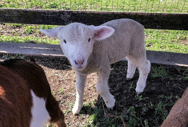12 Great Animal Farms and Petting Zoos near DC for Kids Frying Pan Farm Park
