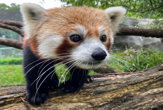 Image of a red panda at the Franklin Park Zoo in Boston.