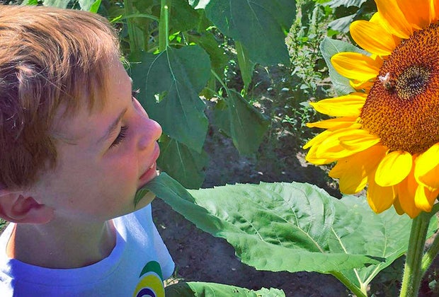 closeup boy looking at a sunflower Gorgeous Sunflower Fields for Pick-Your-Own Flowers near Chicago
