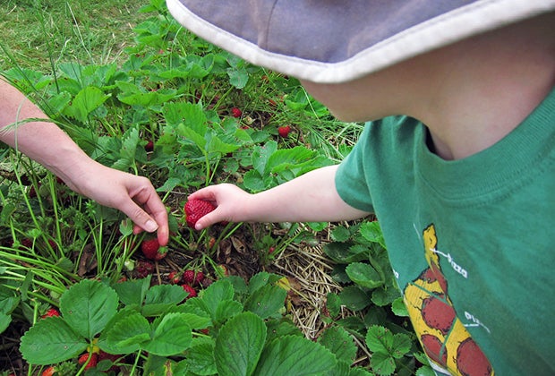 Strawberry picking at Bishop's Orchards