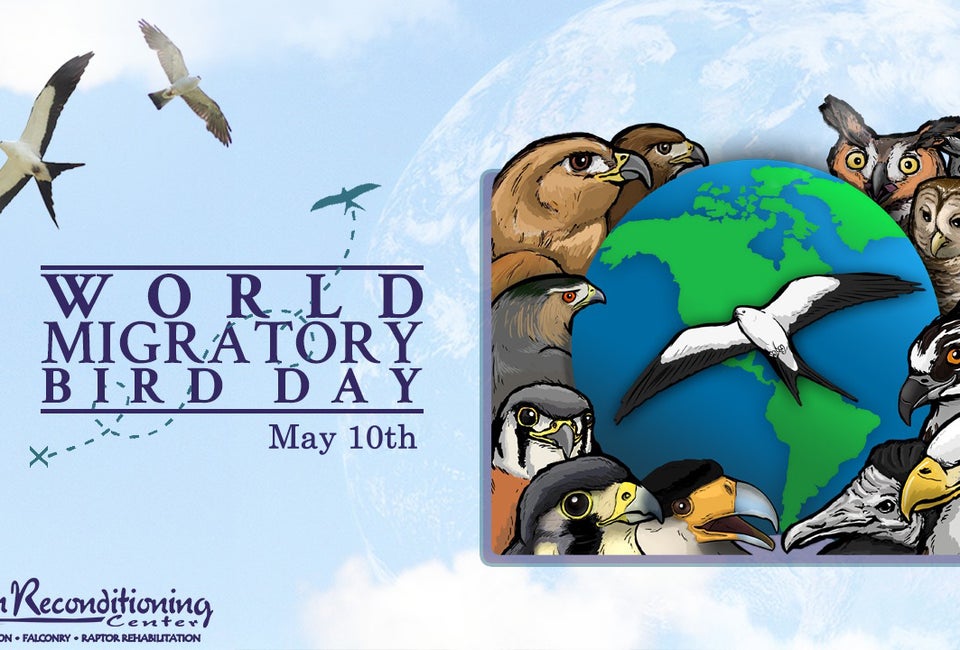 ARC's World Migratory Bird Day