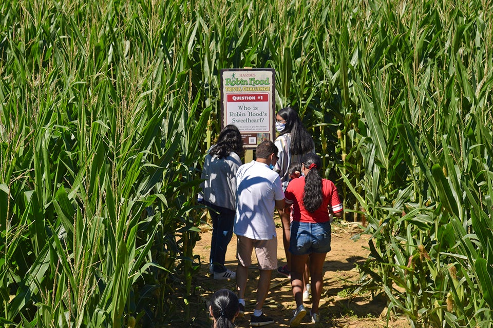 The corn maze at Harbes Family Farm  in Mattituck is fun for the whole family. 