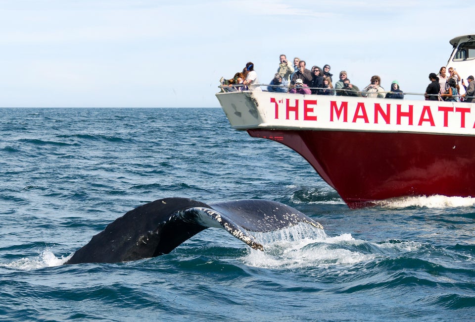 NYC Whale Watching Cruise