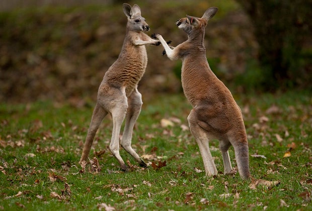 This kangaroo has a mean left hook.