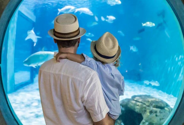 Fun Things To Do in New Orleans with Kids: Audobon Aquarium