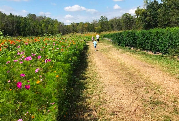 kids run through a field of flowers Gorgeous Sunflower Fields for Pick-Your-Own Flowers near Chicago