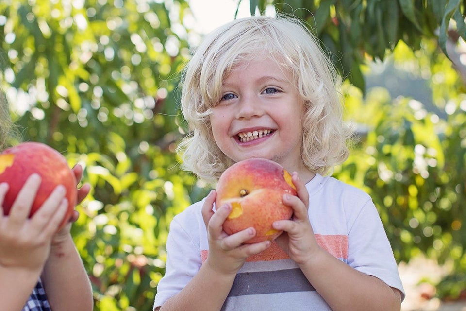 Peach picking in New Jersey is one of the great pleasures of summer. Photo courtesy of Johnson's Corner Farm