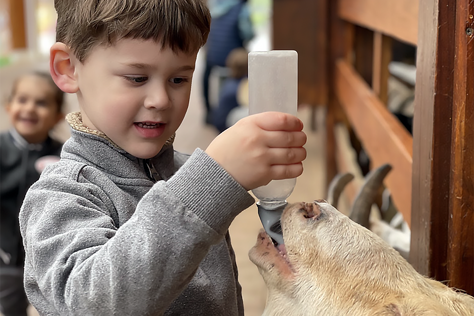 Goats love to drink the milk from bottles, bottoms up.