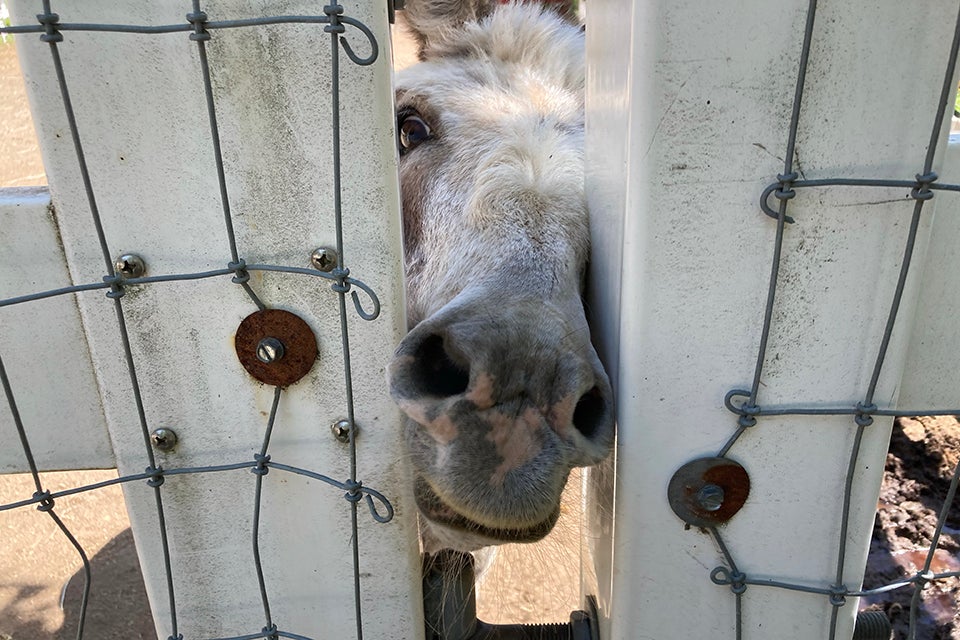 Brookhollow's Barnyard is a family-run petting zoo in Boonton.