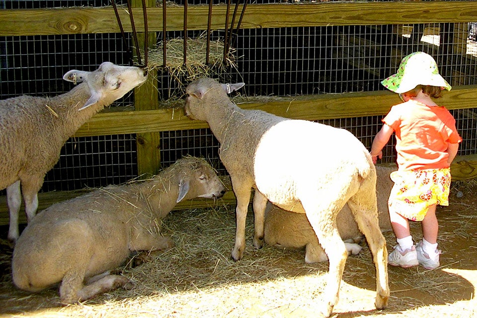 Kids get up close to gentle farm animals at Zoo Atlanta's petting zoo, Outback Station.