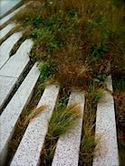 IMG_1295.JPG