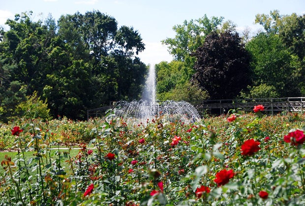 Columbus with Kids: 33 Things to Do in Columbus, OH: Columbus Park of Roses