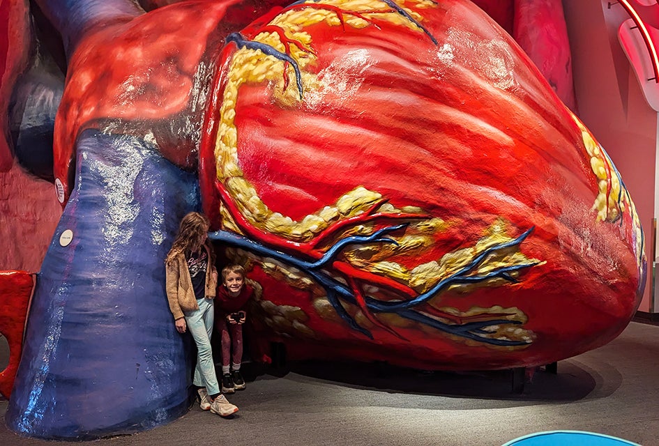 The Giant Heart is Back and Better Than Ever at the Franklin Institute Curiosity meets discovery in Body Odyssey, where the walkthrough Giant Heart is just the beginning.