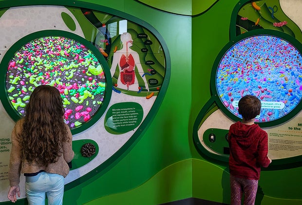The Giant Heart is Back and Better Than Ever at the Franklin Institute