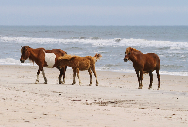 Assateague Island: Unique Family Vacations in the USA