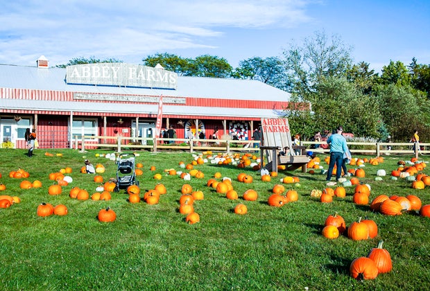 Best Pumpkin Patches Near Chicago