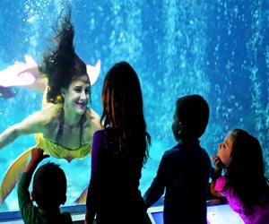 The mermaids return to Adventure Aquarium this weekend. Photo courtesy of the aquarium