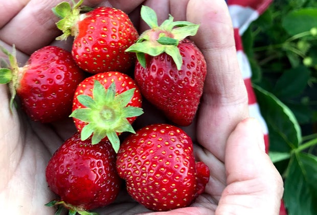 Strawberry picking near NYC: Alstede Farms